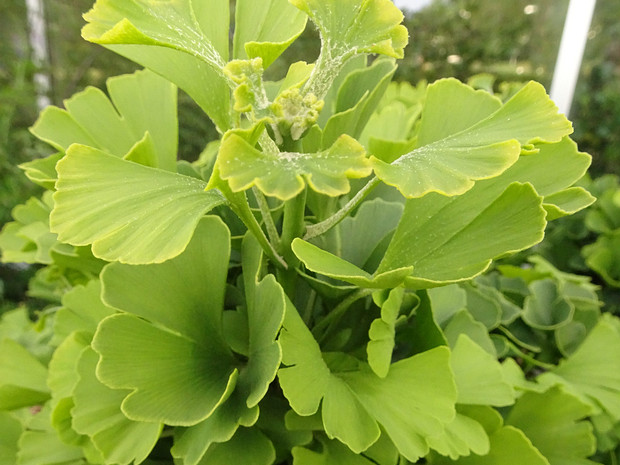 Гинкго двулопастный 'Марикен' - Ginkgo biloba 'Mariken'