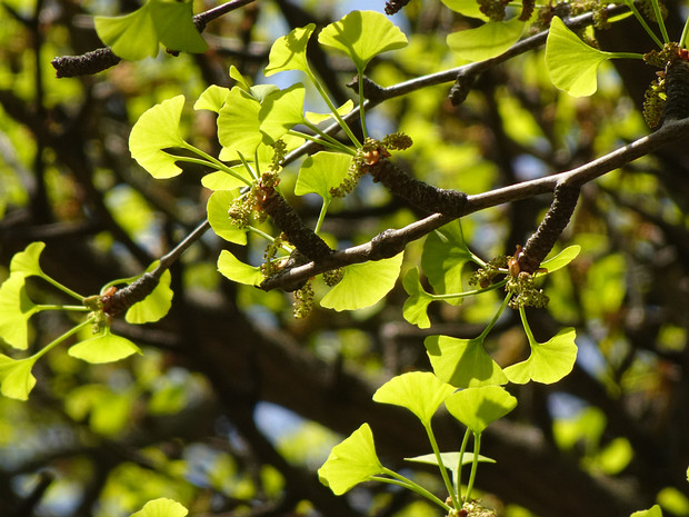 Гинкговые - Ginkgoaceae The Ginkgoaceae is a family of gymnosperms which appeared during the Mesozoic Era, of which the only extant...