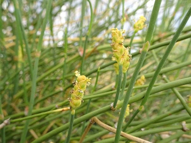 Хвойниковые, Эфедровые - Ephedraceae Ephedra is a genus of gymnosperm shrubs, the only genus in its family, Ephedraceae, and order, Ephedrales. The various...