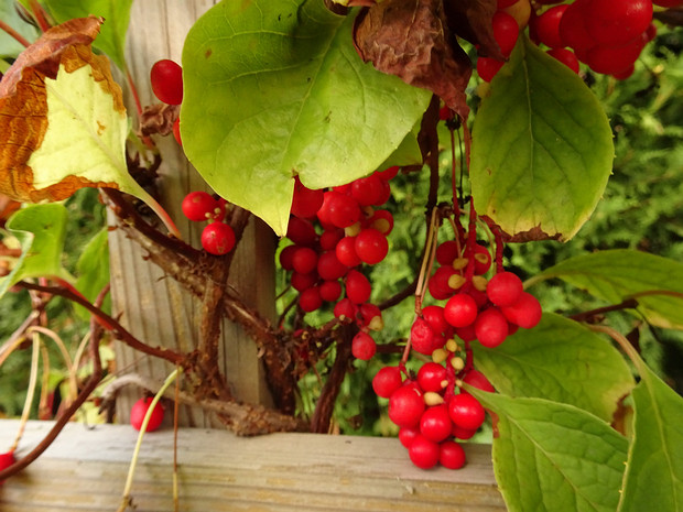 Лимонник китайский - Schisandra chinensis