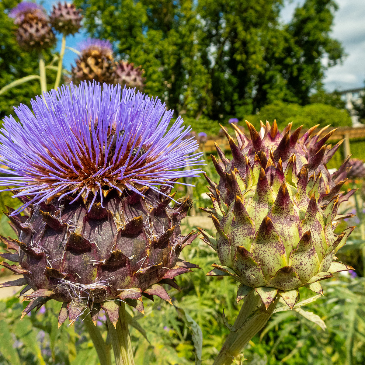 baden-baden-rosarium-17