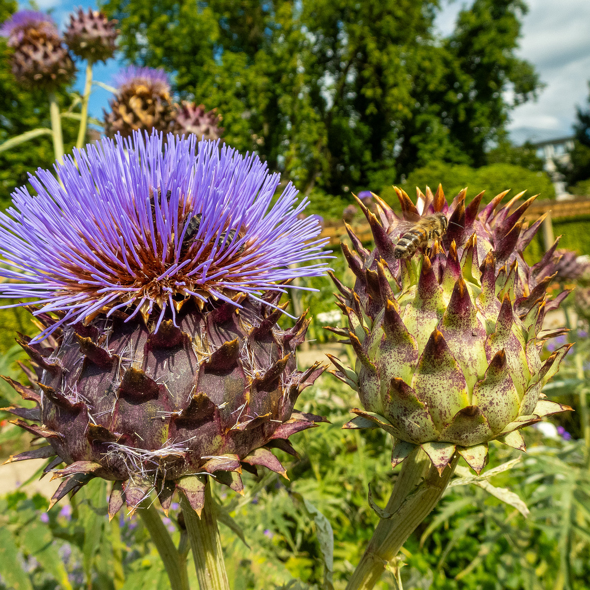 baden-baden-rosarium-18