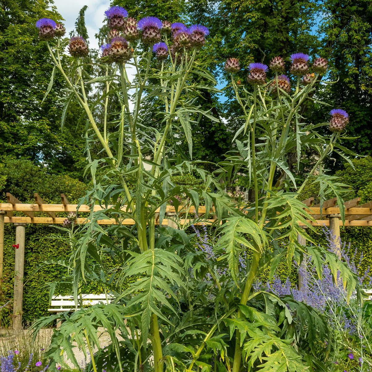 baden-baden-rosarium-2