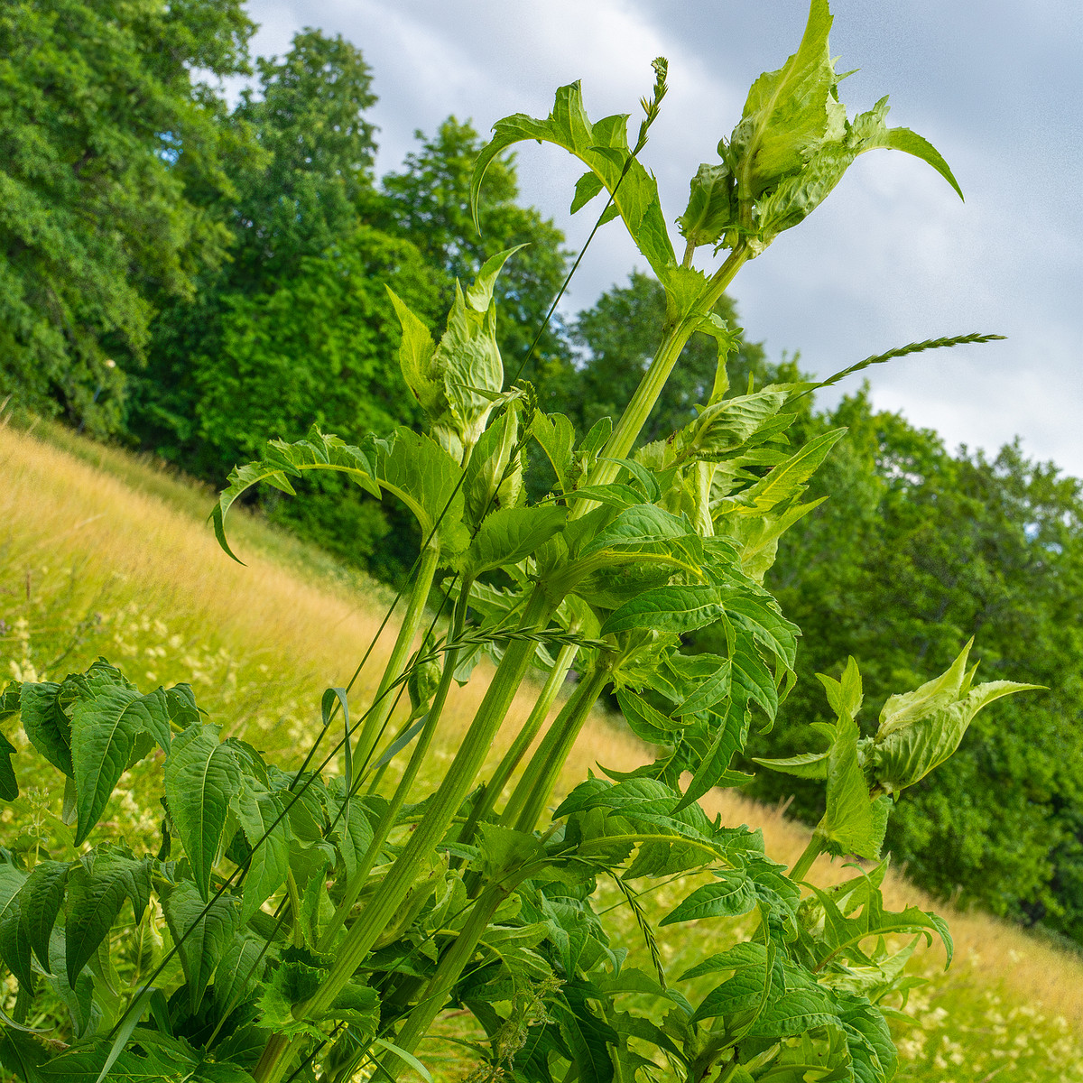 big_meadow_in_kadriorg_park-1