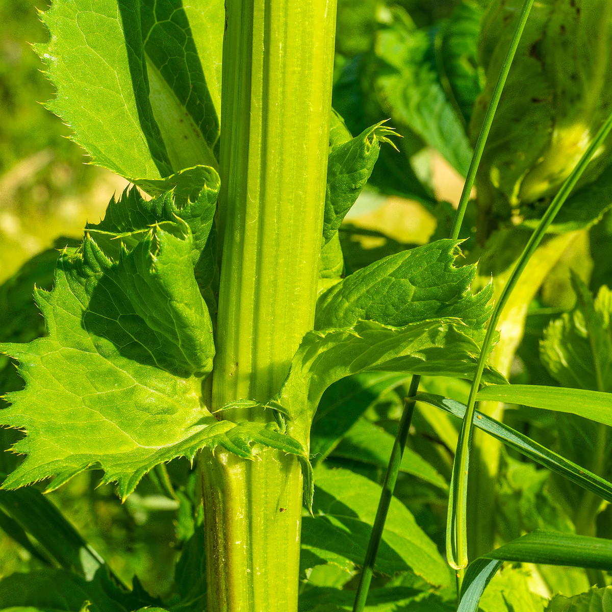 big_meadow_in_kadriorg_park-10