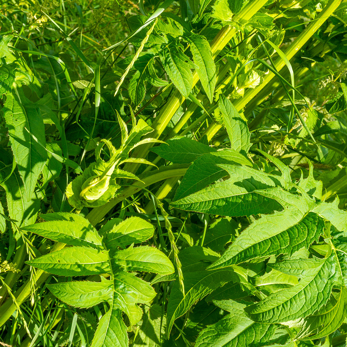 big_meadow_in_kadriorg_park-13