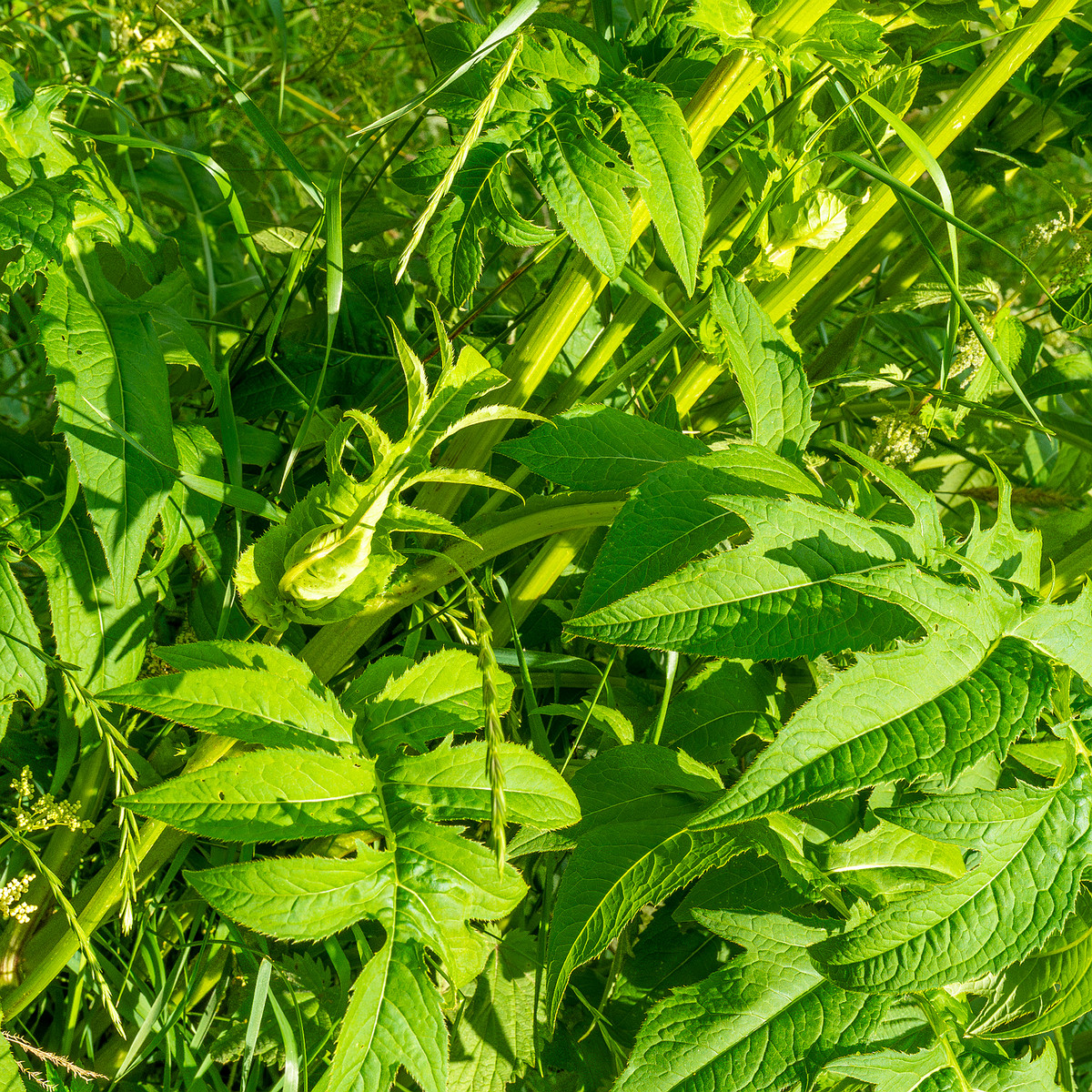 big_meadow_in_kadriorg_park-14