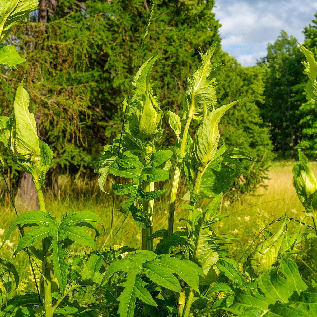 big_meadow_in_kadriorg_park-7