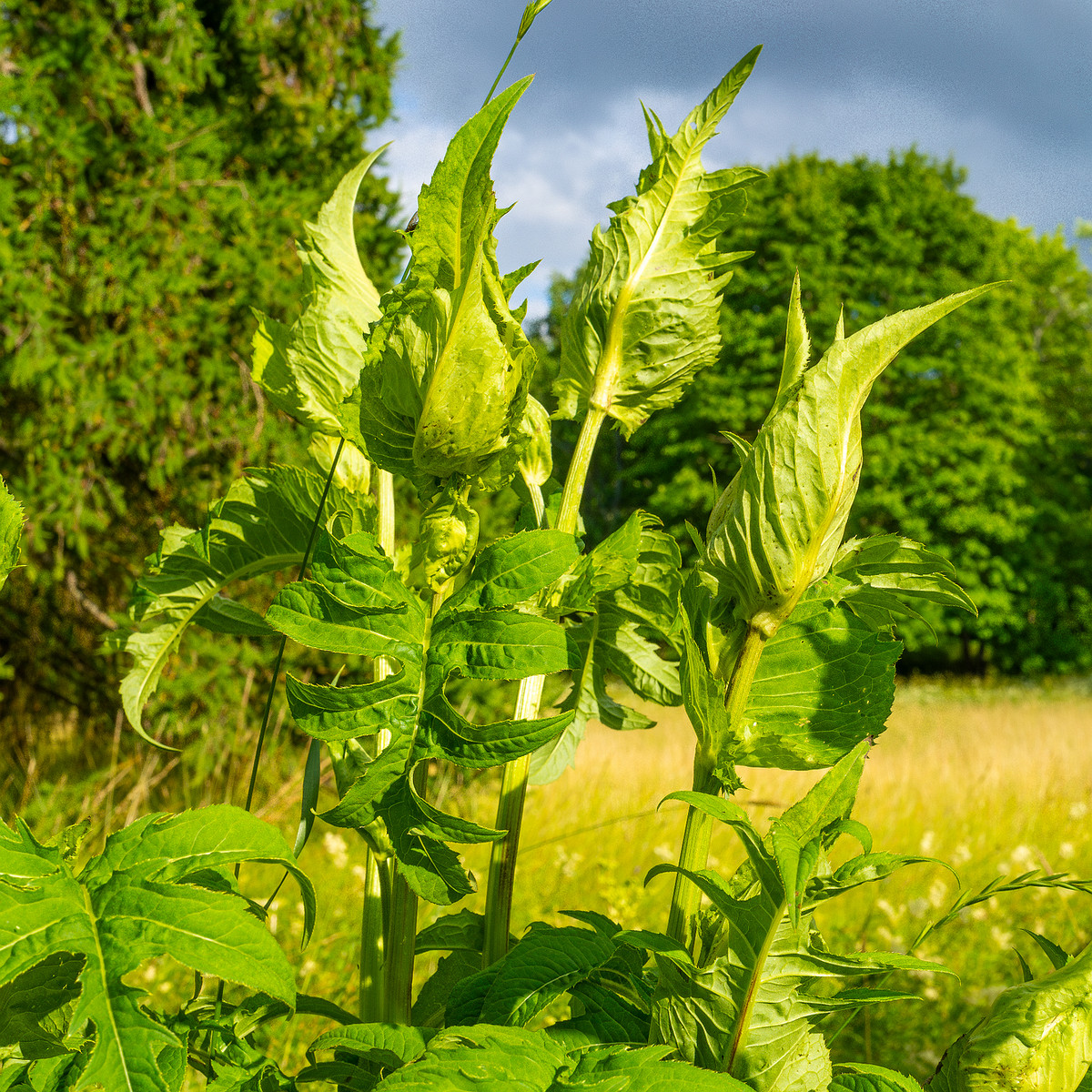 big_meadow_in_kadriorg_park-9