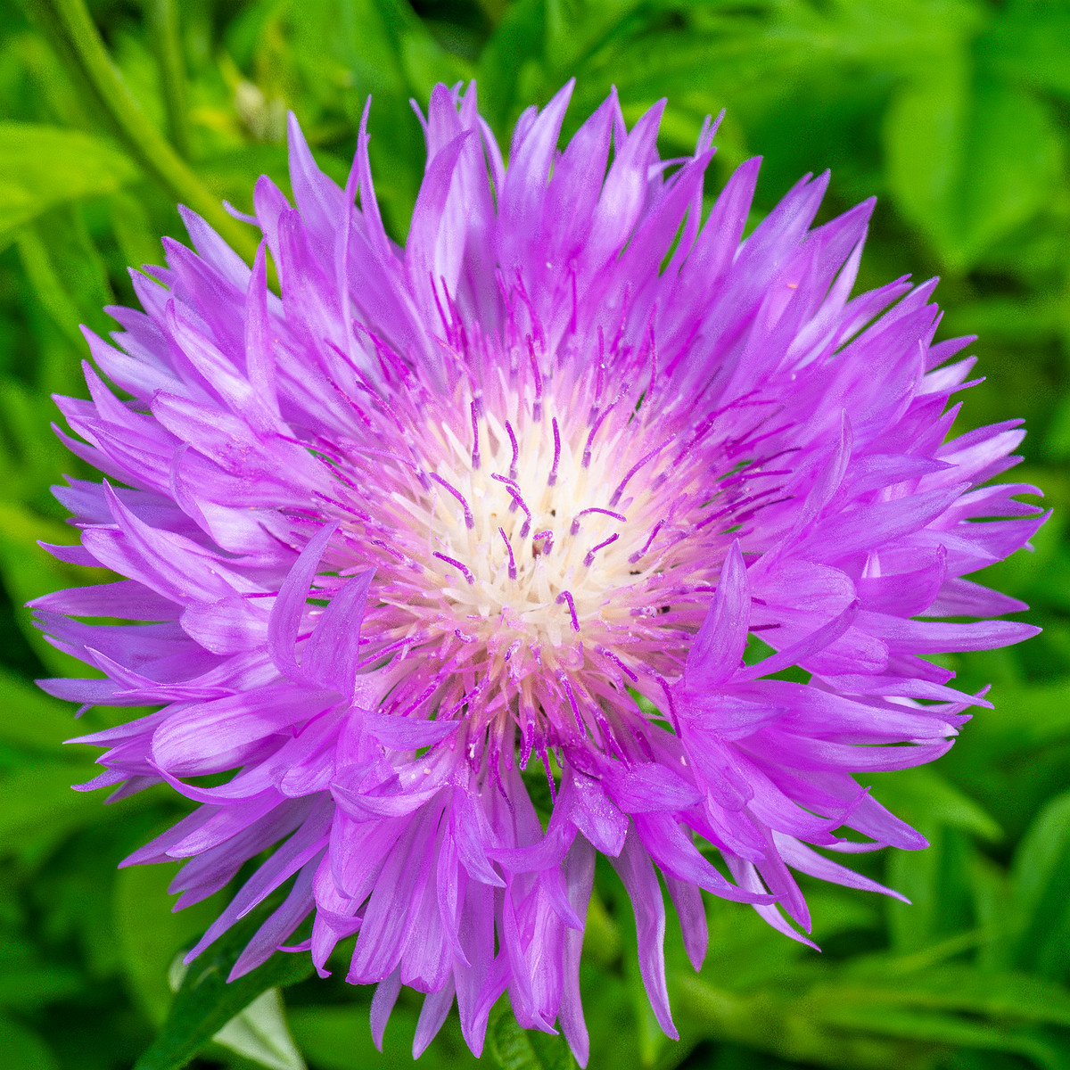 !tallinn_botanical_garden_outside_alpine_plain-28