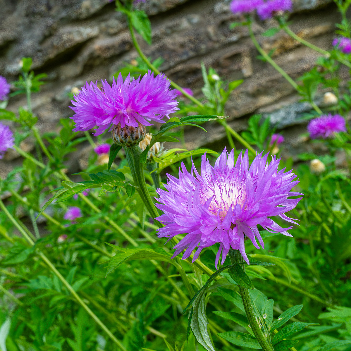 tallinn_botanical_garden_outside_alpine_plain-27