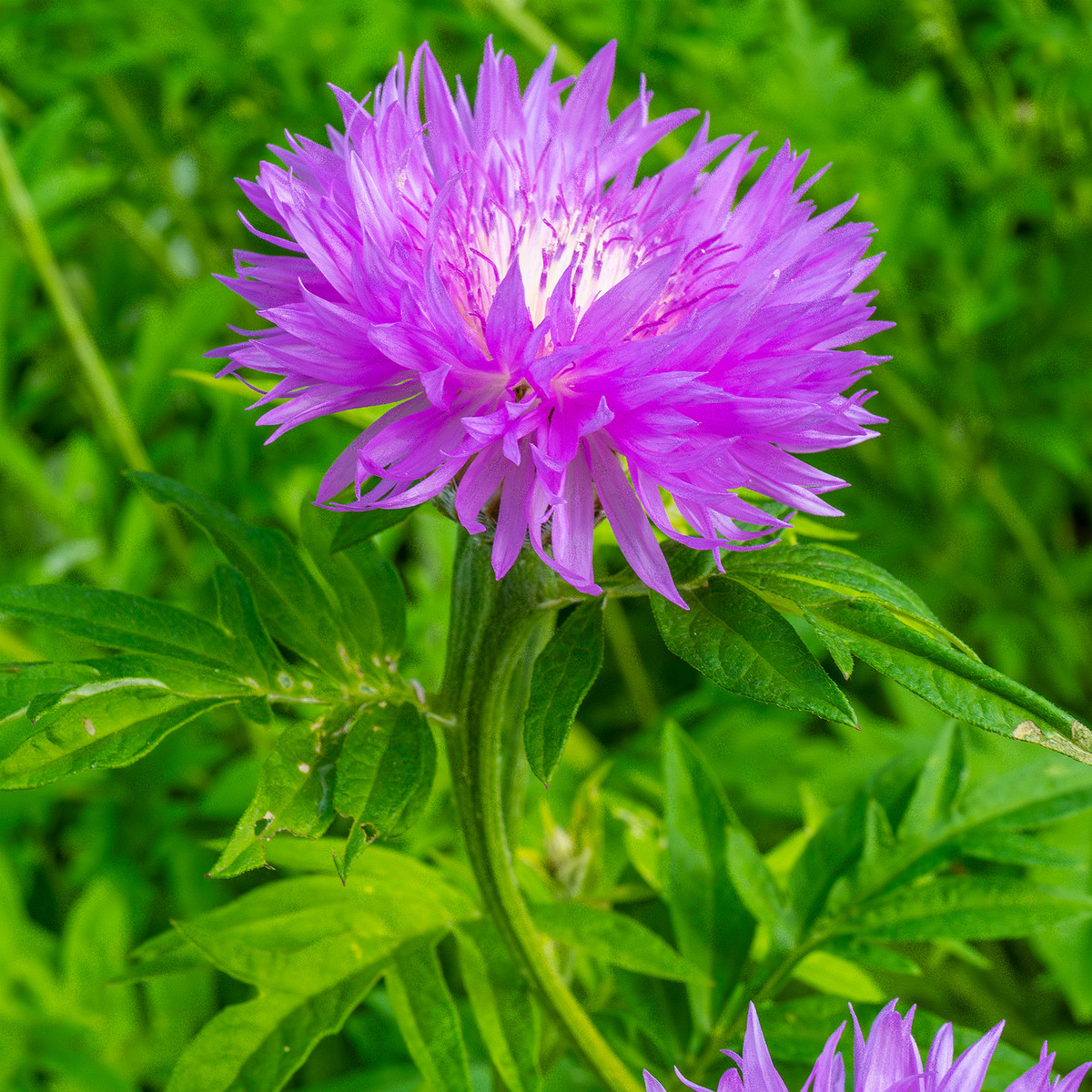 tallinn_botanical_garden_outside_alpine_plain-29