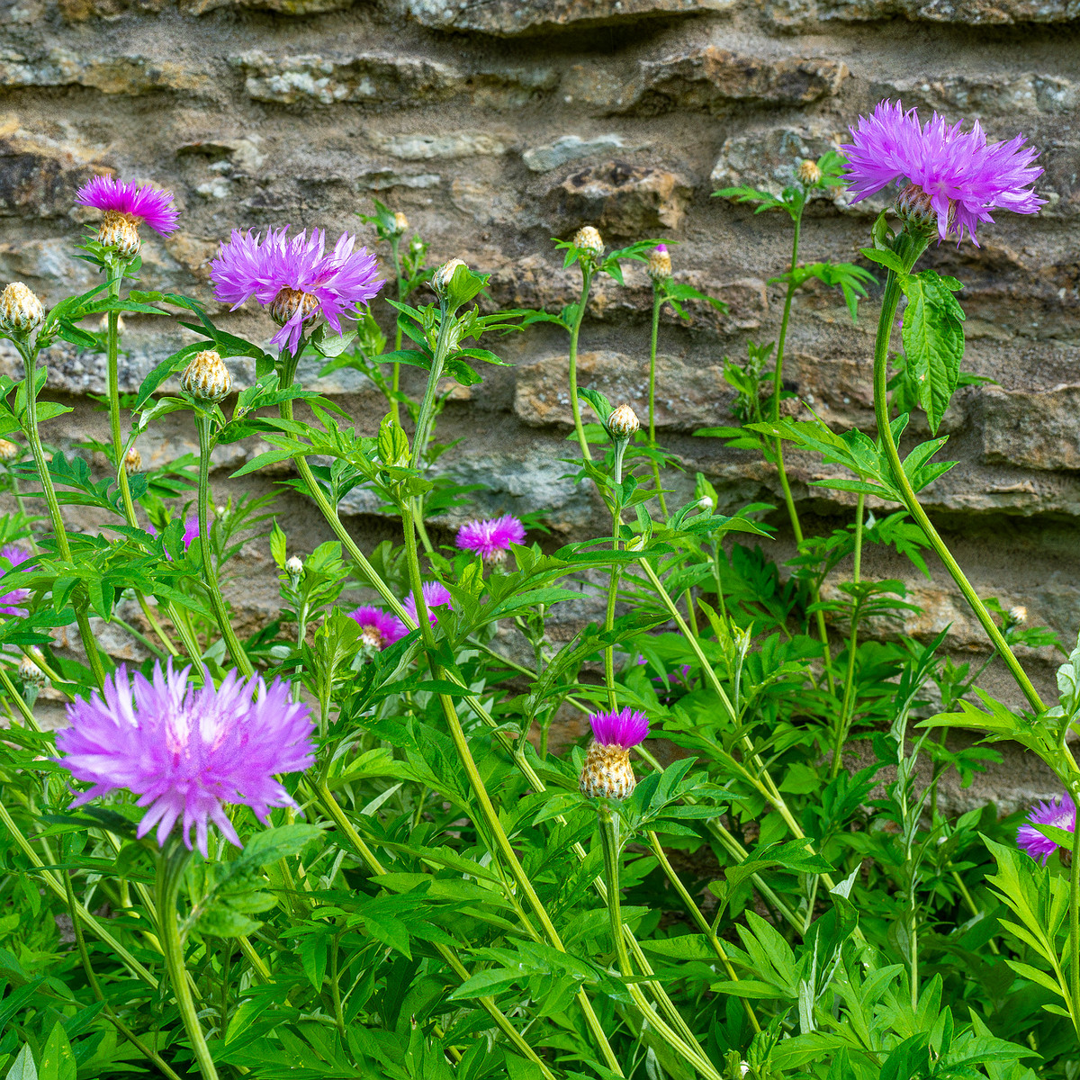 tallinn_botanical_garden_outside_alpine_plain-30