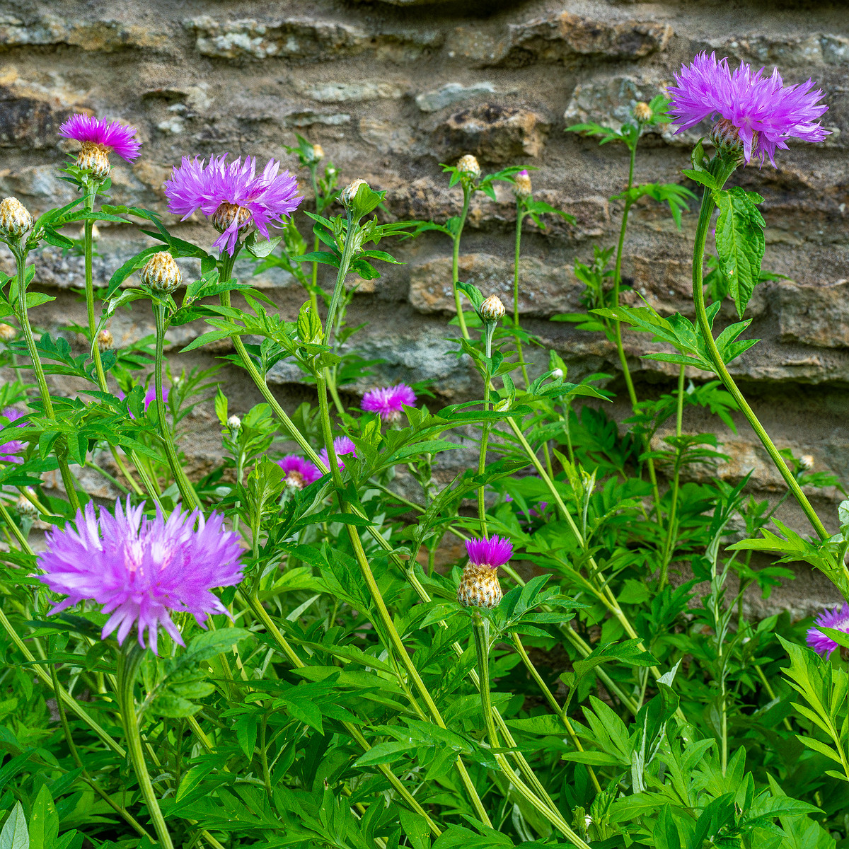 tallinn_botanical_garden_outside_alpine_plain-31