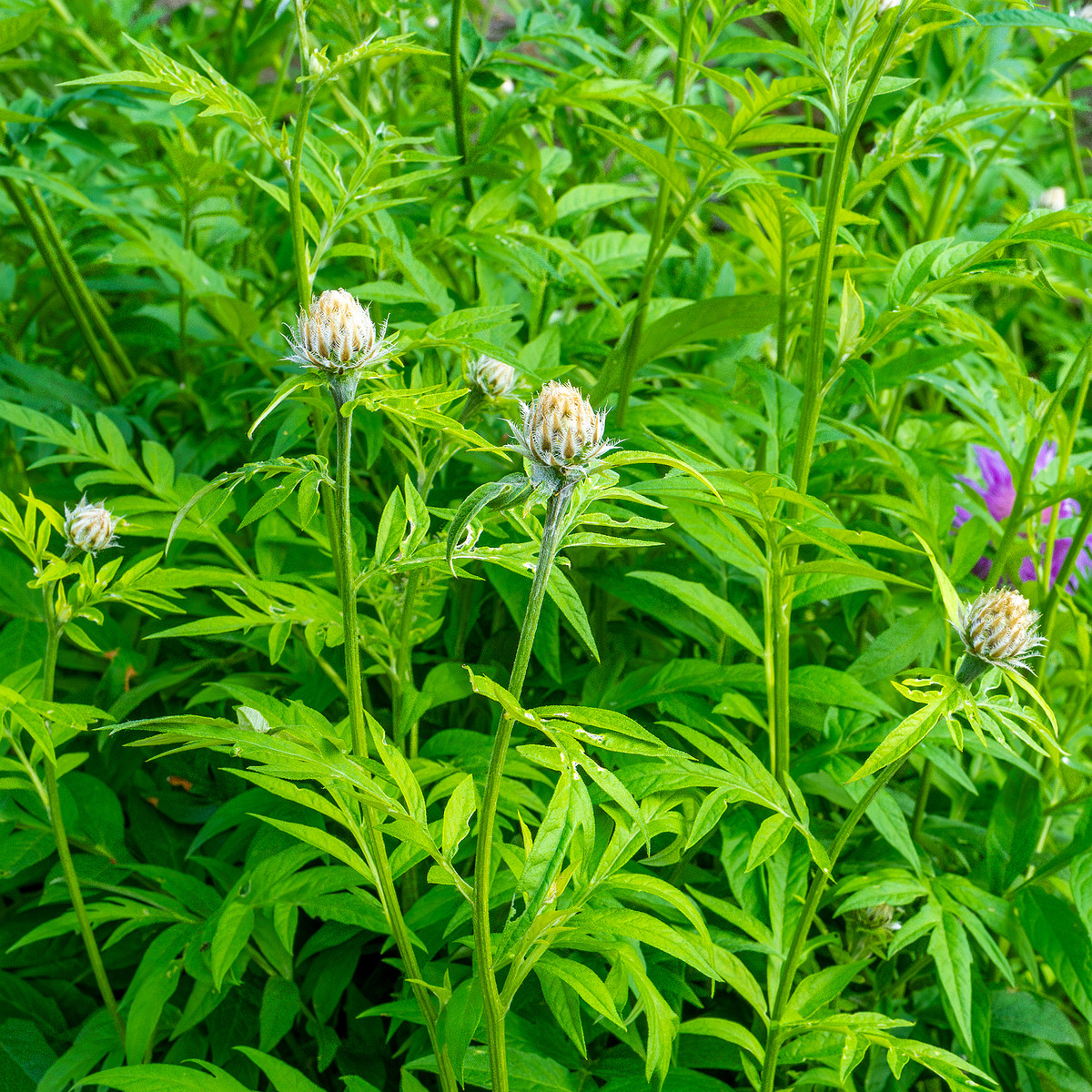 tallinn_botanical_garden_outside_alpine_plain-32