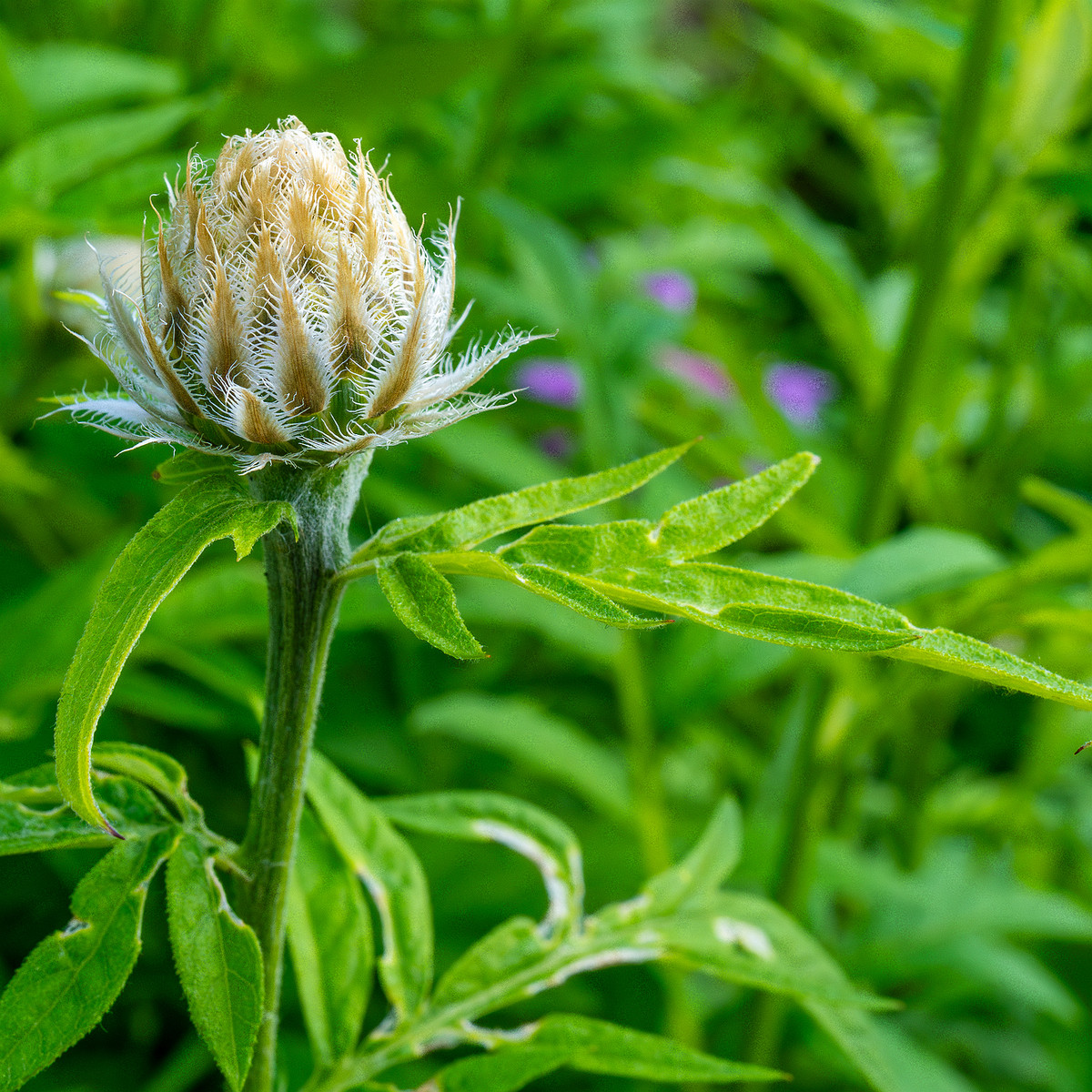 tallinn_botanical_garden_outside_alpine_plain-33