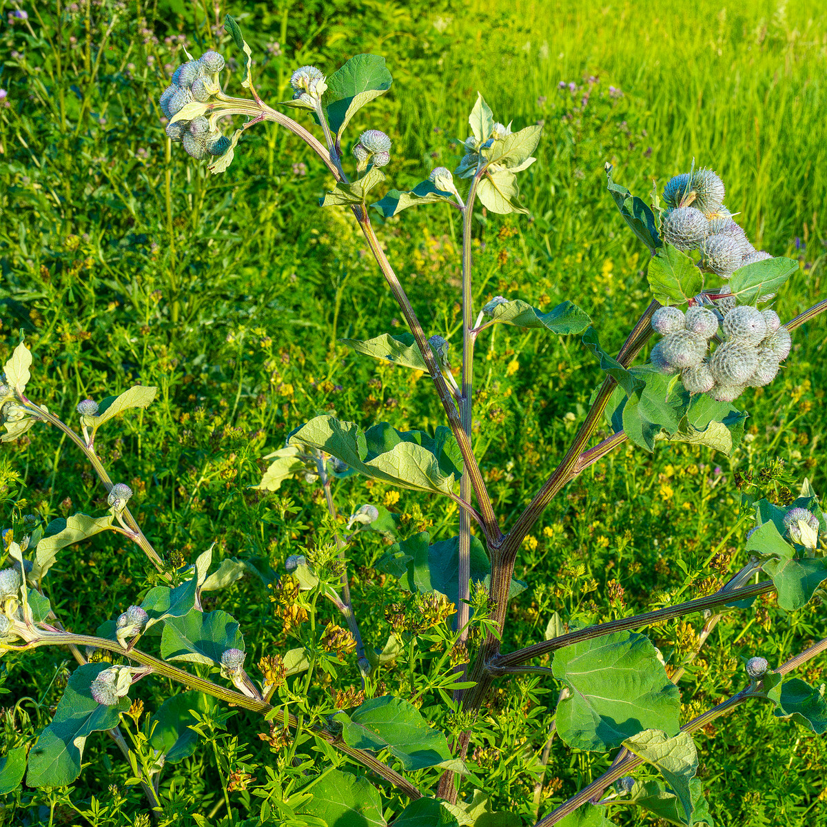 kiikri_old_deserted_grassland-53