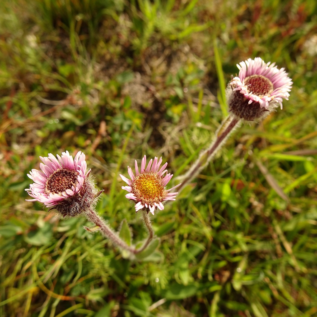 Erigeron humilis 23-Jul-19 _ 12_28_22