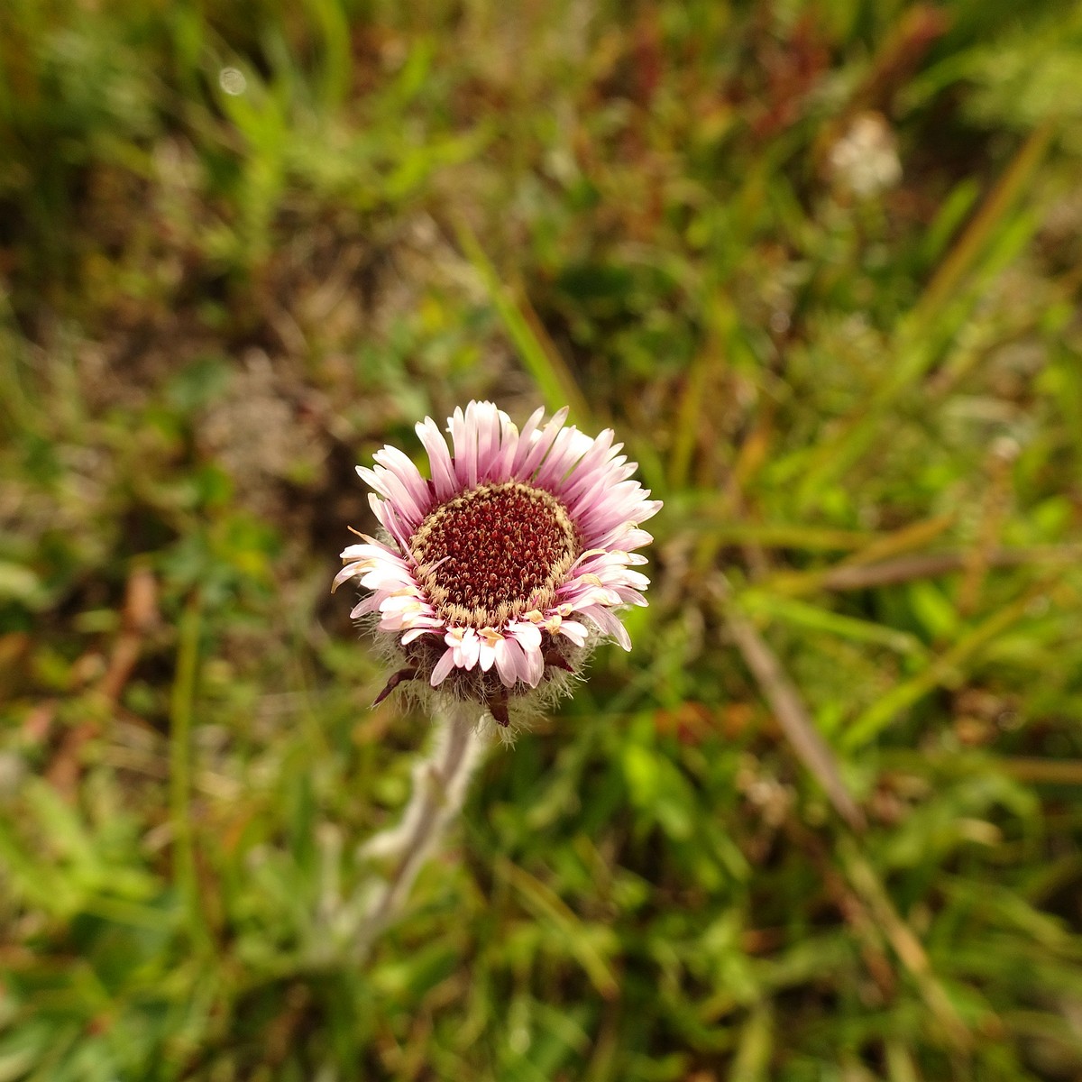 Erigeron humilis 23-Jul-19 _ 12_28_28