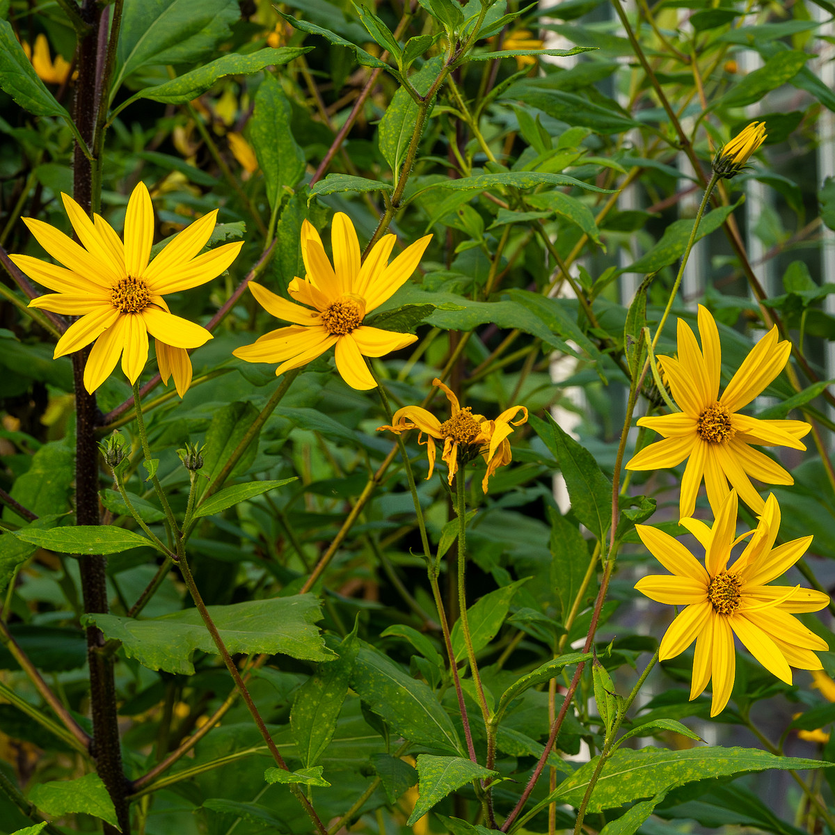 botanical_garden_tallinn_agricultural_plants-63