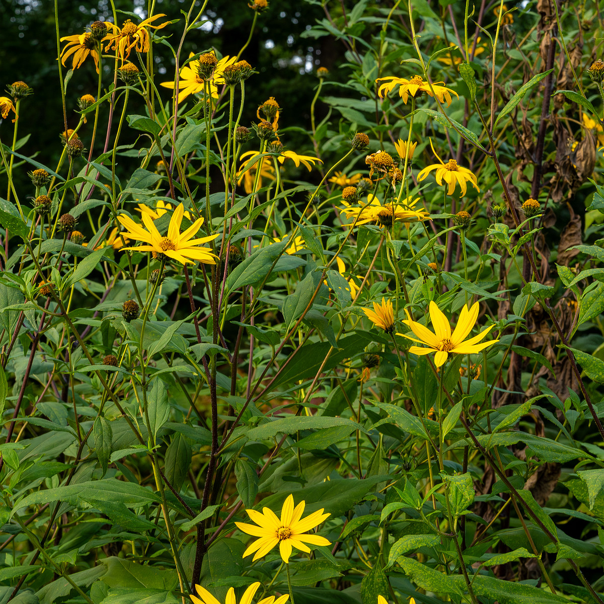 botanical_garden_tallinn_agricultural_plants-67