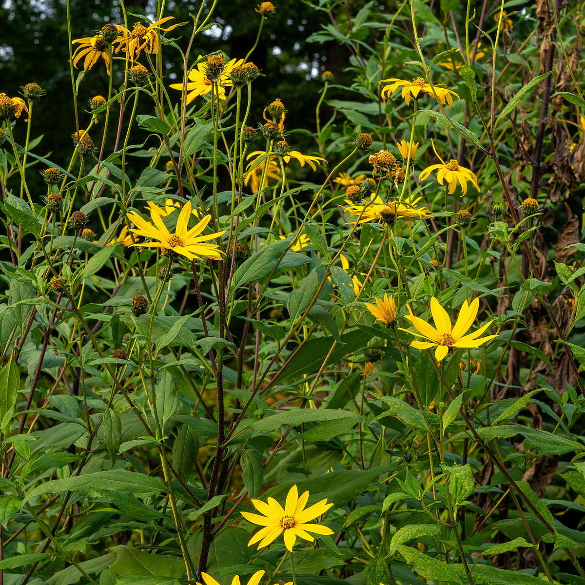 botanical_garden_tallinn_agricultural_plants-69