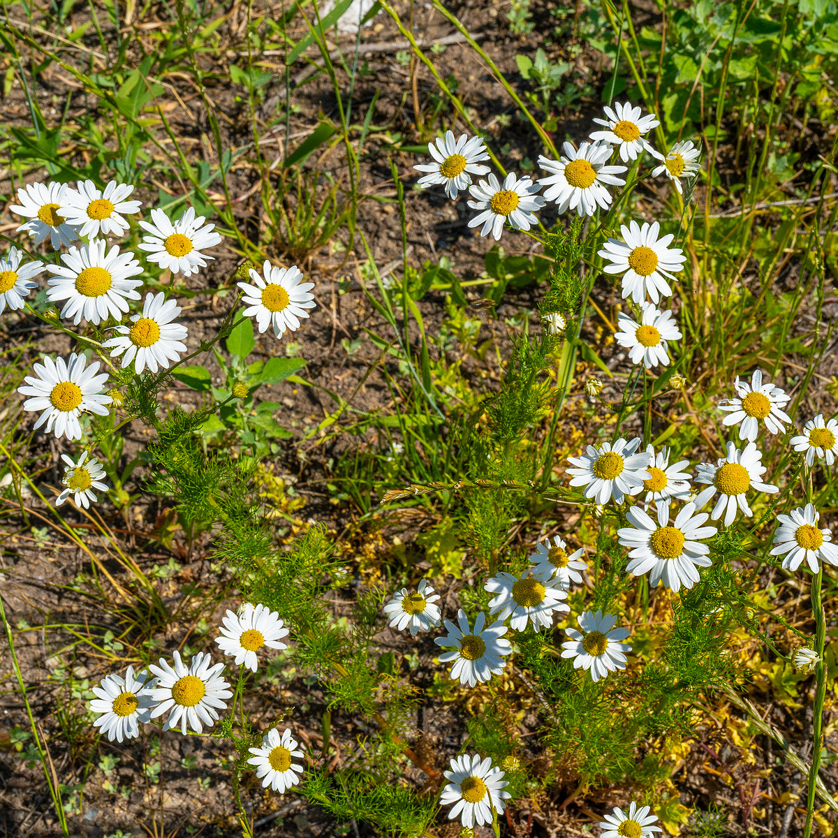 kiikri_deserted_plant_field-10