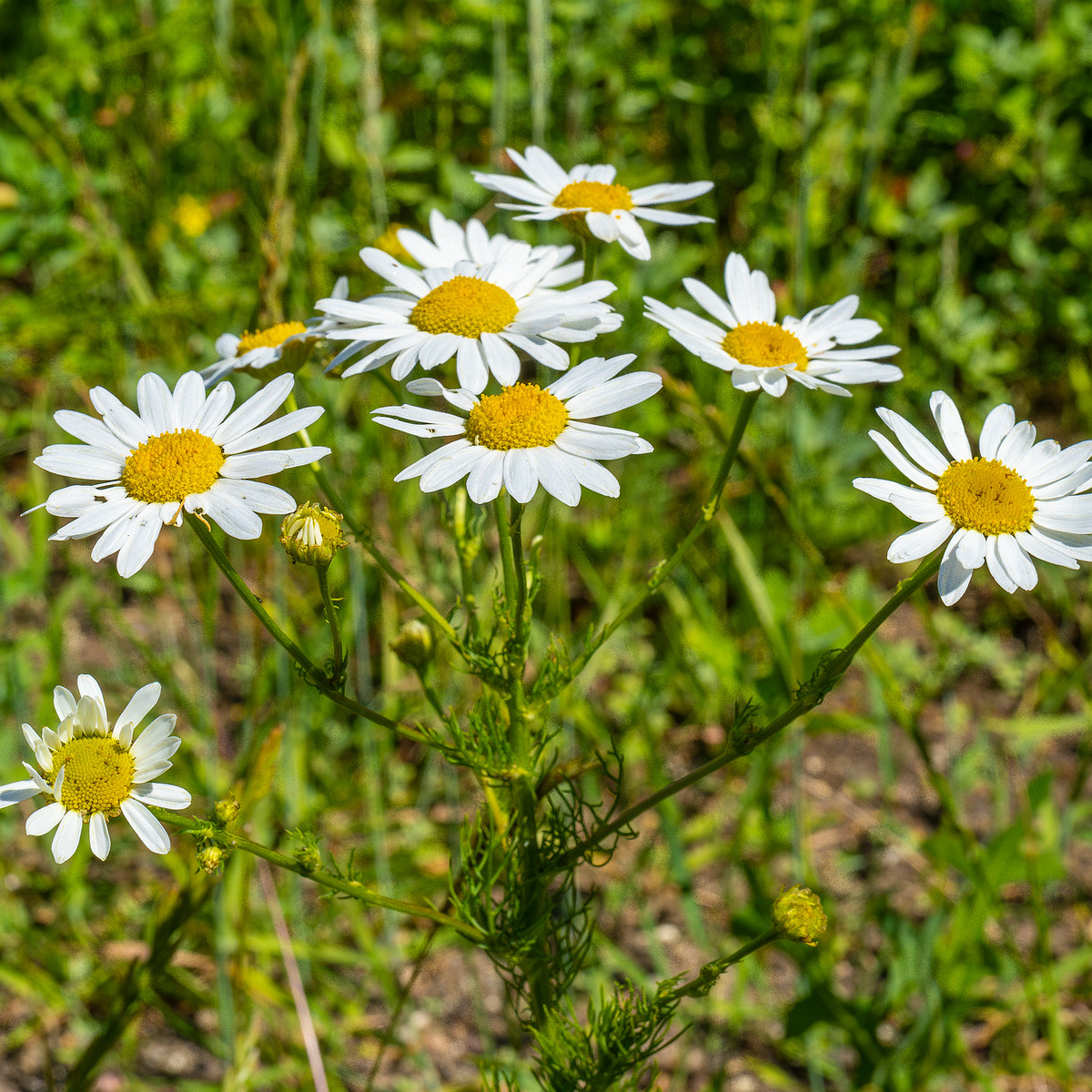 kiikri_deserted_plant_field-11