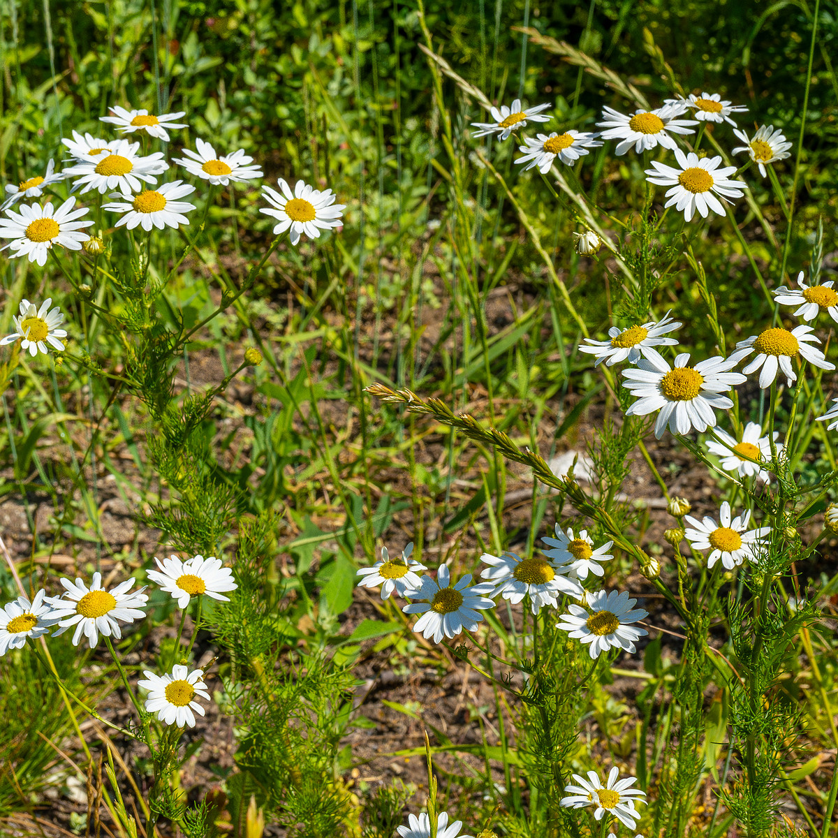 kiikri_deserted_plant_field-12