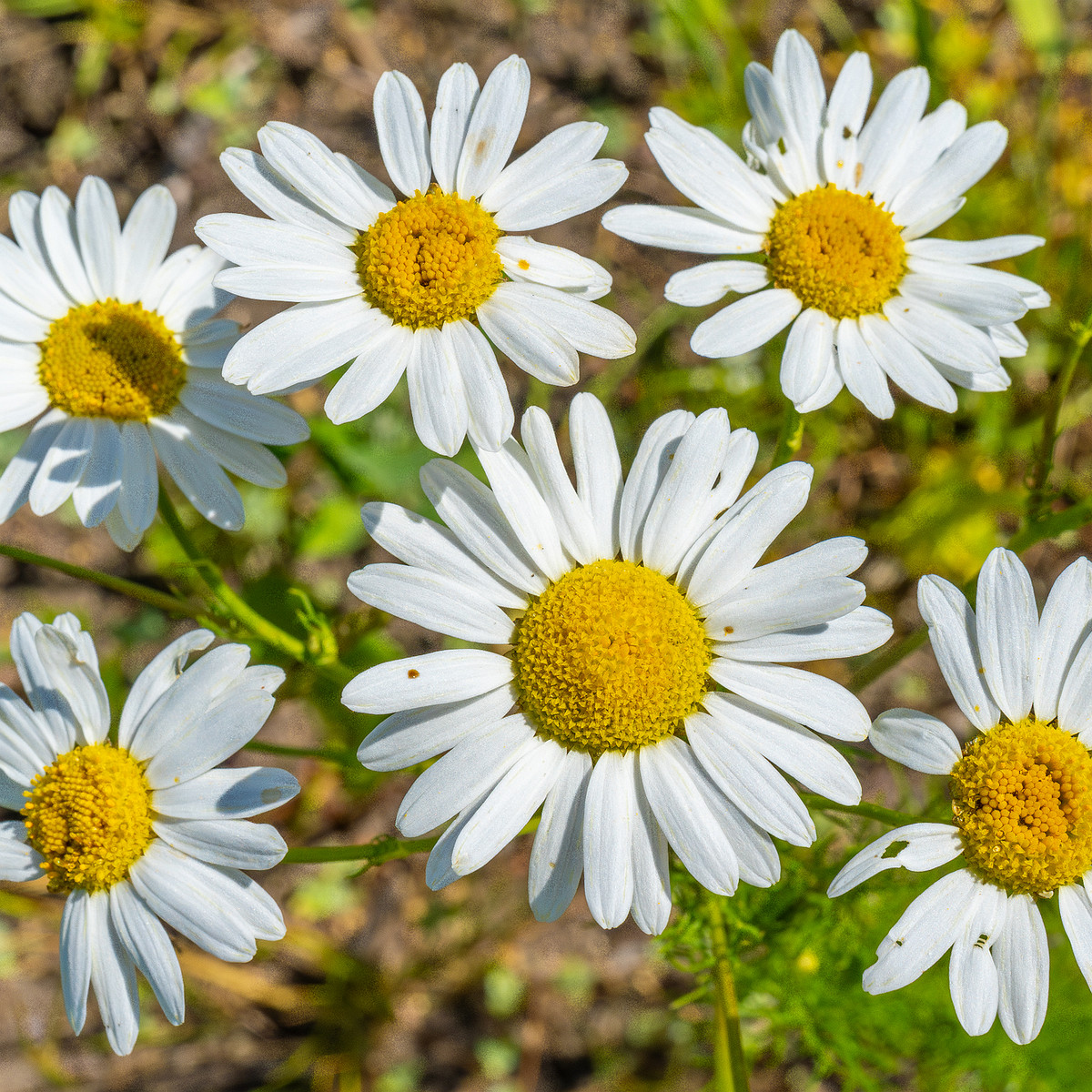 kiikri_deserted_plant_field-13