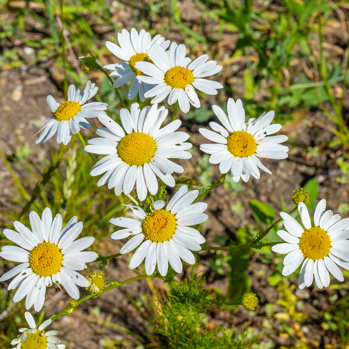 kiikri_deserted_plant_field-9