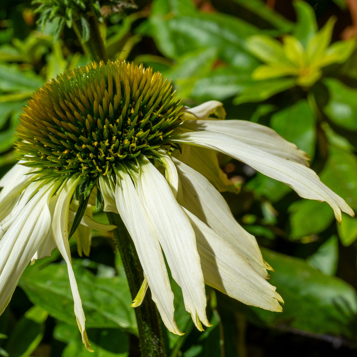 mothers_patio_garden-19