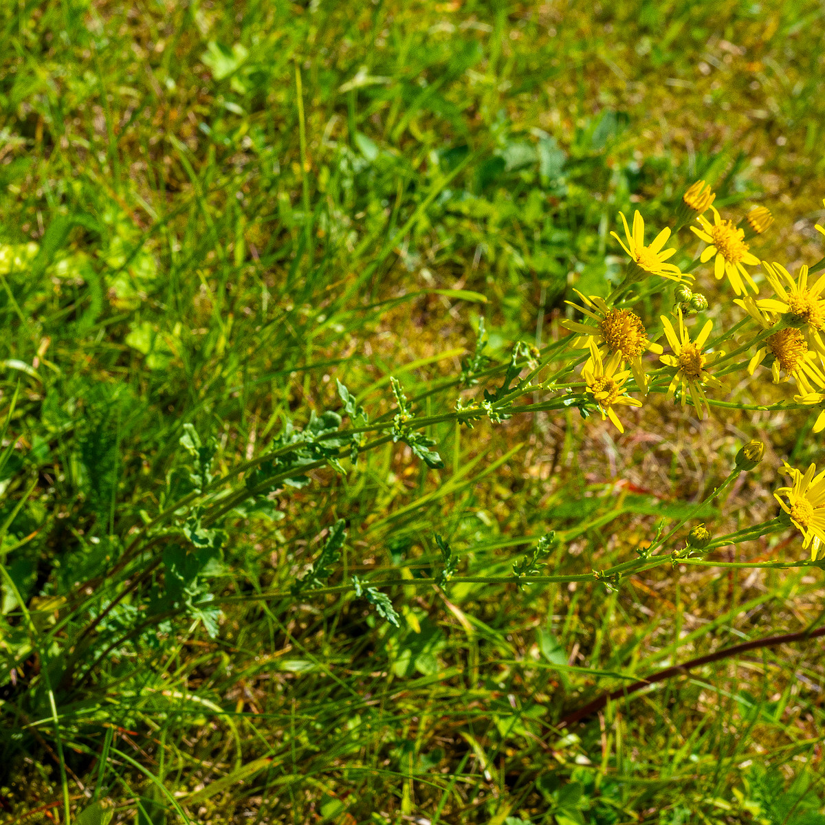 kadriorg_park_gass_lawn_near_japanese_garden-37