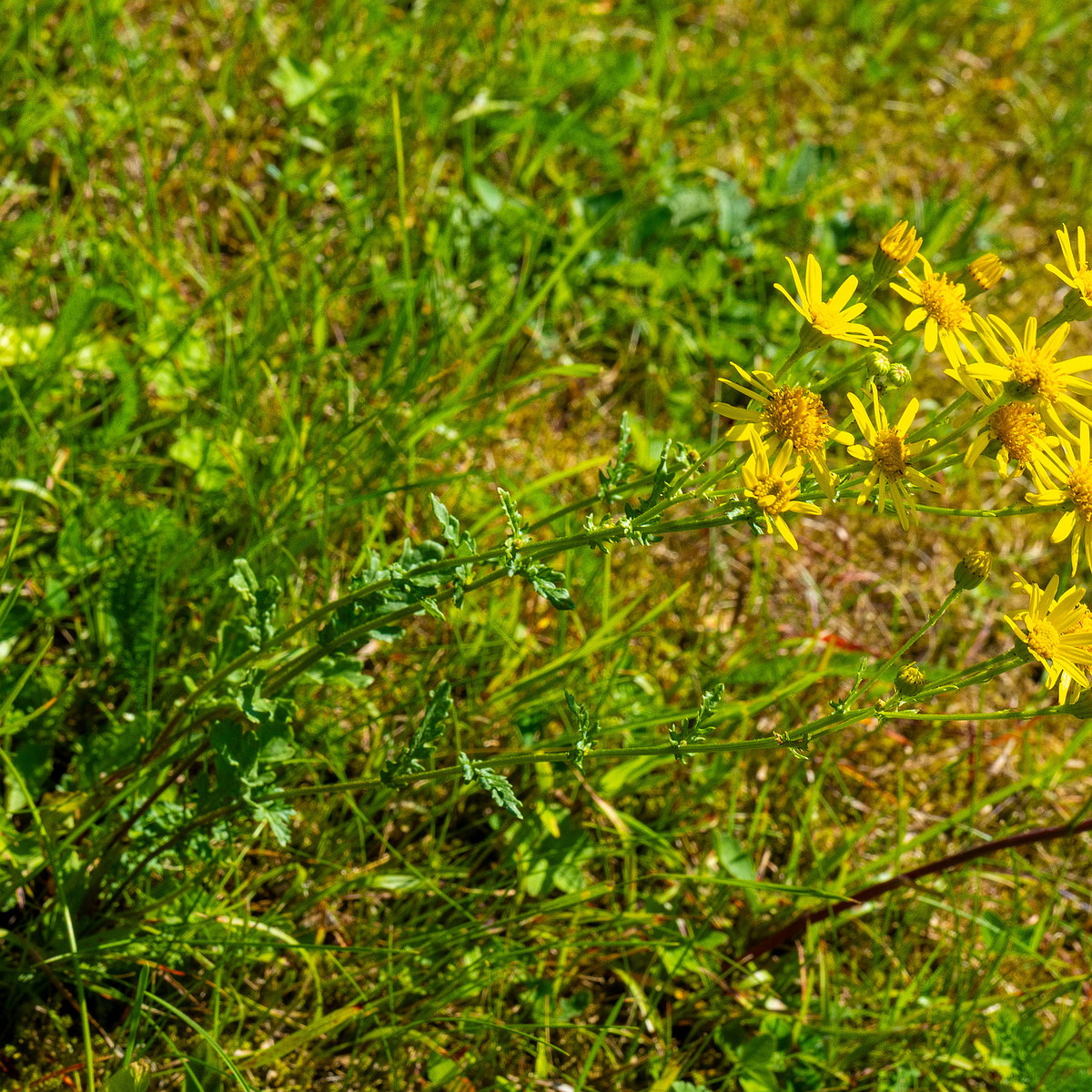 kadriorg_park_gass_lawn_near_japanese_garden-38