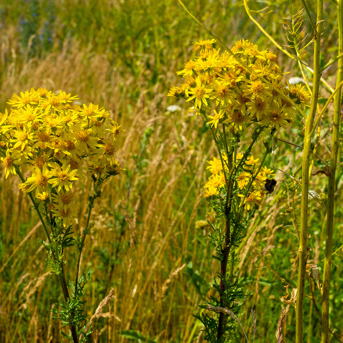 paekalda_abondoned_grass_field_near_road-20