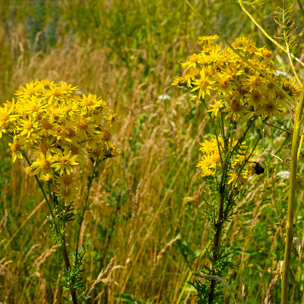 paekalda_abondoned_grass_field_near_road-21