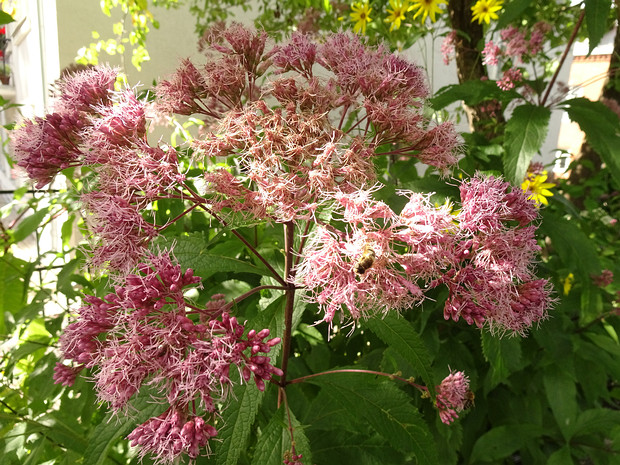 Агератина восточная - Ageratina occidentalis