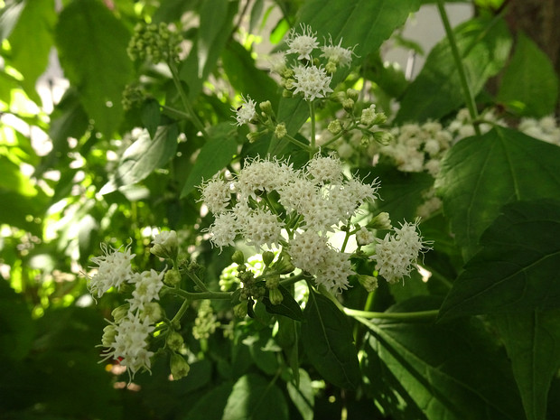 Агератина душистая - Ageratina aromatica