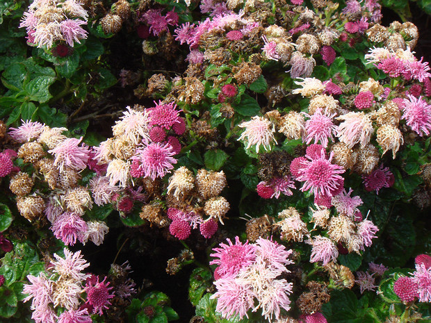 Агератум Хьюстона 'Агрос' - Ageratum houstonianum 'Agros'