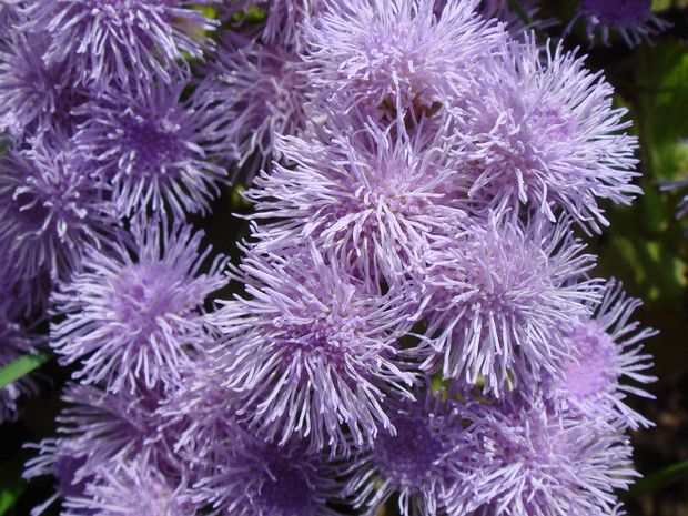 Агератум Хьюстона - Ageratum houstonianum