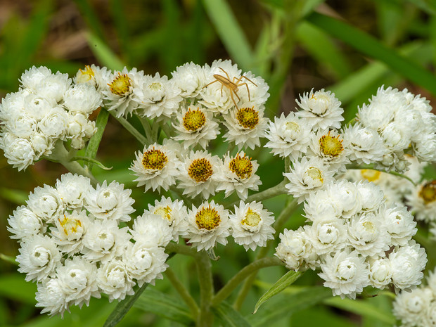 Анафалис жемчужный - Anaphalis margaritacea