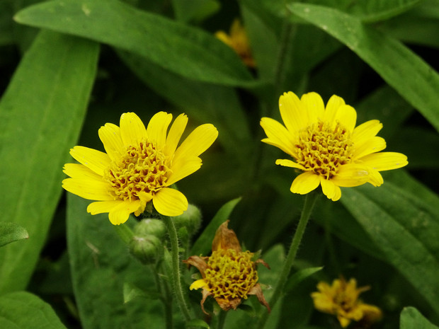 Арника Шамиссо - Arnica chamissonis