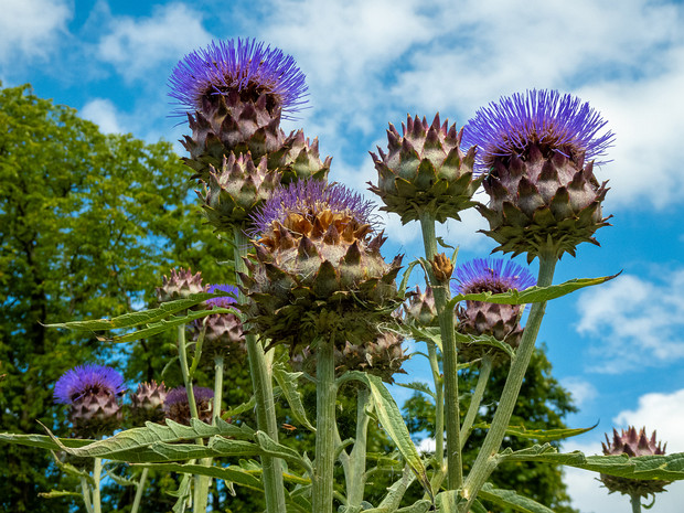 Артишок испанский - Cynara cardunculus