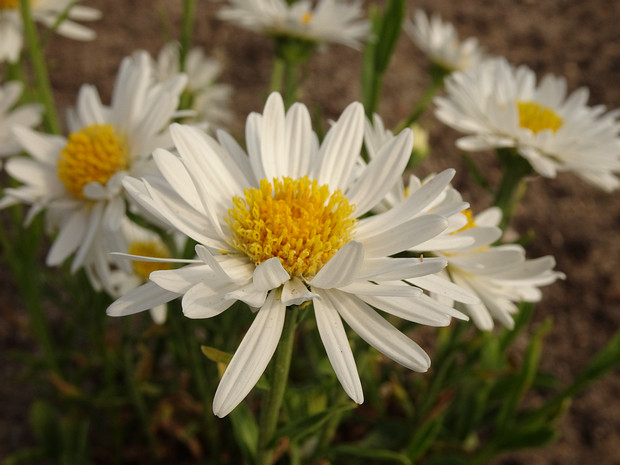 Астра альпийская белая форма - Aster alpinus f. alba