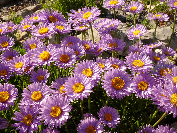 Астра альпийская - Aster alpinus