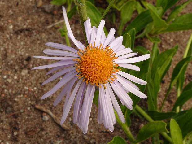 Астра голубоватая - Aster tongolensis