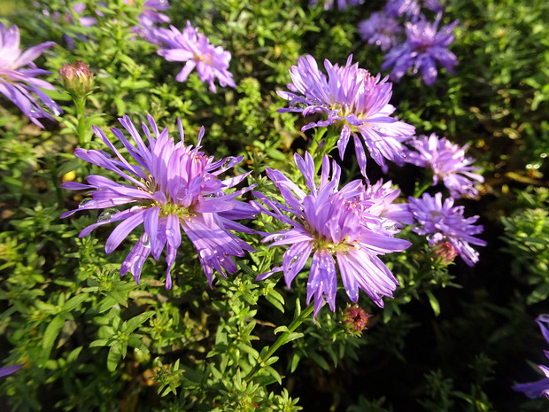 Астра кустарниковая 'Леди в Синем' - Aster dumosum 'Lady in Blue'