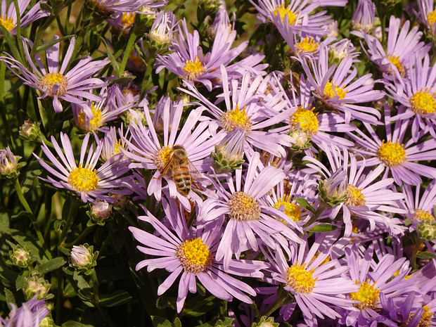 Астра ромашковая 'Рудольф Гёте' - Aster amellus 'Rudolf Goethe'