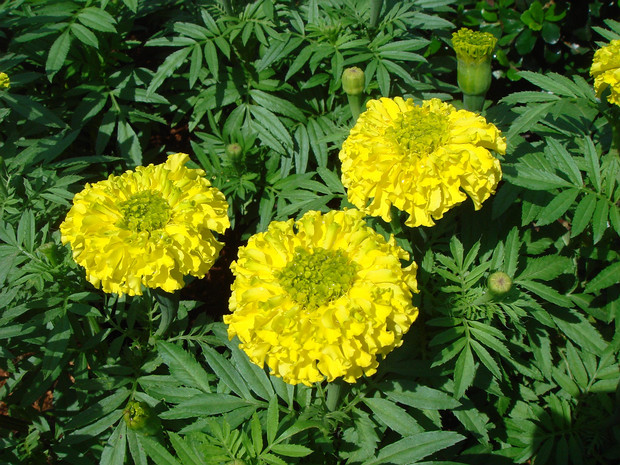 Бархатец прямостоячий - Tagetes erecta