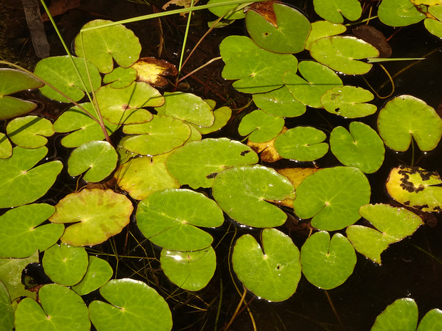 Болотноцветник щитолистный - Nymphoides peltata